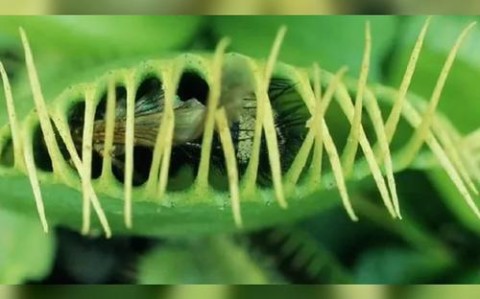 植物防御机制(植物防御的两种生物是)