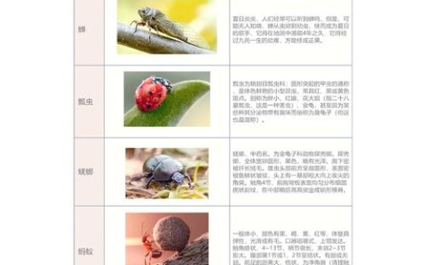 昆虫社会(昆虫社会与人类社会的关系)