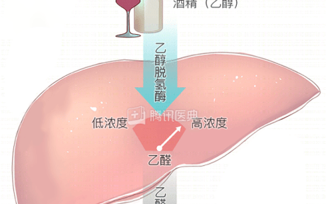 酒精代谢(酒精代谢半衰期)