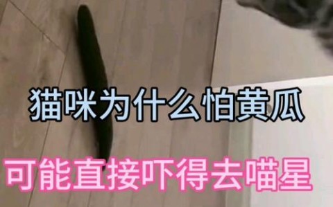 猫为什么怕黄瓜?(猫为什么怕黄瓜? 还会跳起来?)