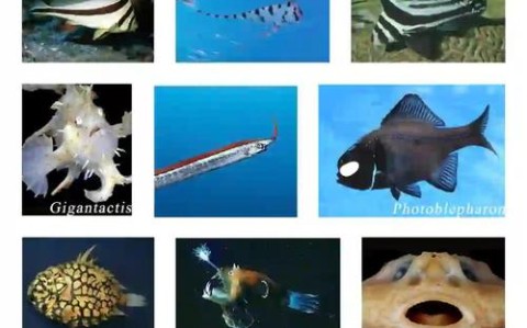 深海生物(深海生物名单大全)