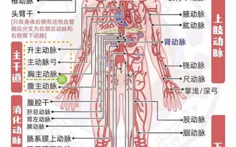 心血管事件链共识（心血管事件链包括）