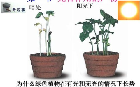 植物光合作用(植物光合作用的产物)