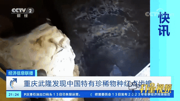 珍稀物种发现（珍稀物种发现过程）