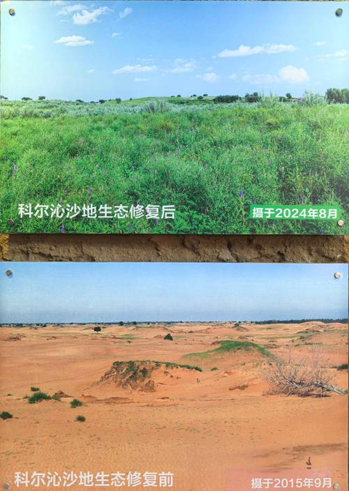 沙漠生态新发现（沙漠生态修复）