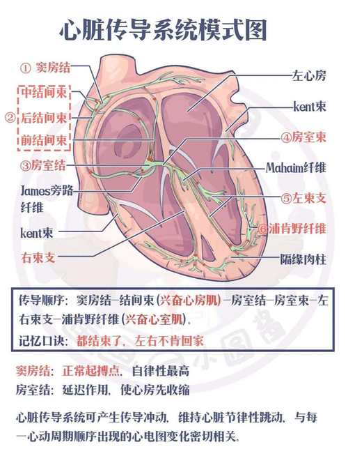 心血管事件链共识(心血管事件链包括)