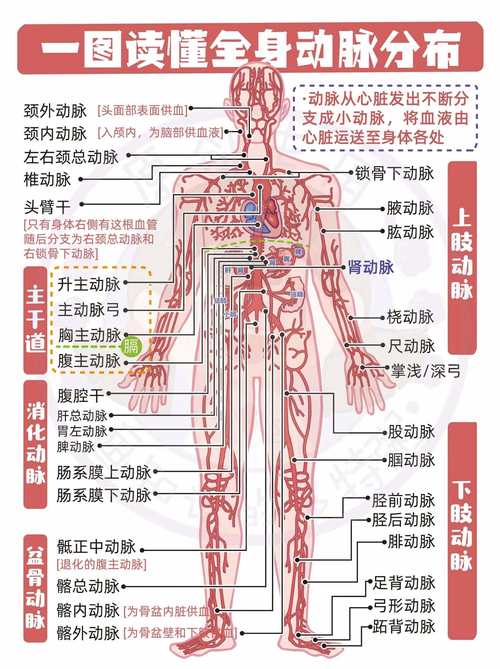心血管事件链共识(心血管事件链包括)