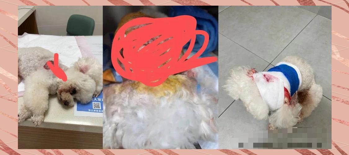 宠物伤人事件(宠物伤人发生的事件)