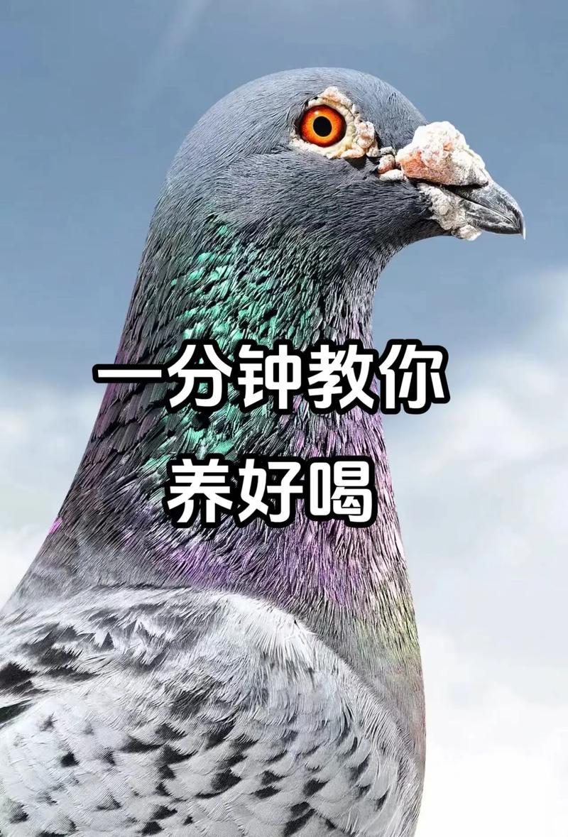鸽子当快递员(鸽子当快递员好不好)