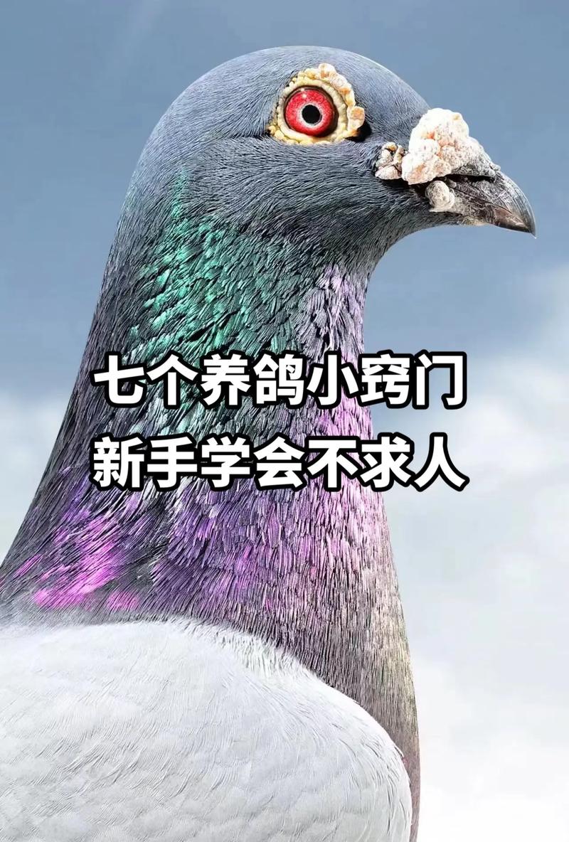 鸽子当快递员(鸽子当快递员好不好)