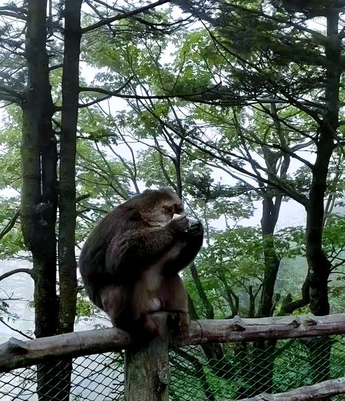 峨眉山猴群抢自拍杆（峨眉山上的猴子抢游客的吃的）