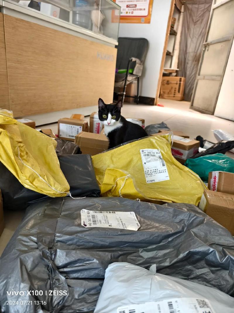 猫咪代取快递爆红（猫咪代发）