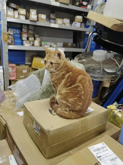 猫咪代取快递爆红（猫咪代发）