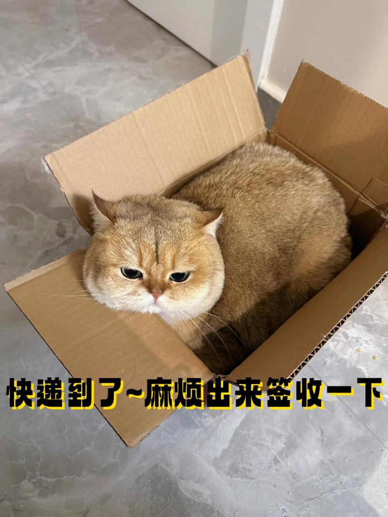 猫咪代取快递爆红（猫咪代发）