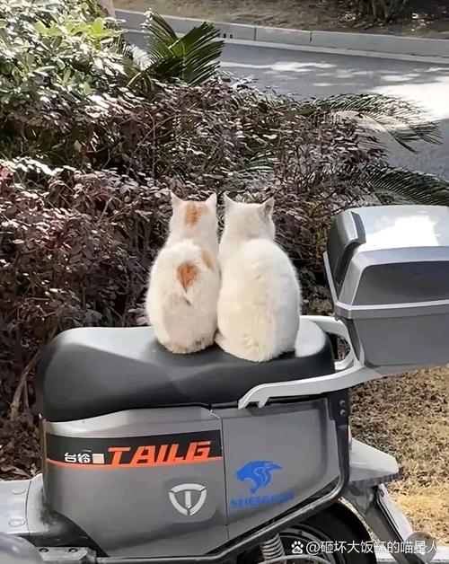 猫咪指挥交通(猫咪指路)