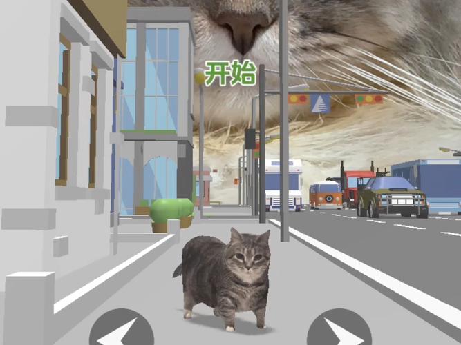 猫咪指挥交通(猫咪指路)