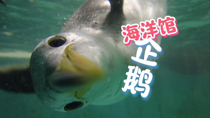 企鹅闯入海鲜市场(企鹅出来闯闯能看到什么)