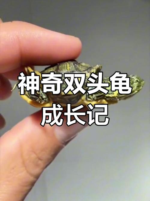 双头乌龟预言天气(双头乌龟寓意着什么)