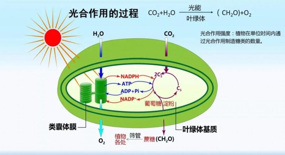 植物光合作用(植物光合作用的产物)
