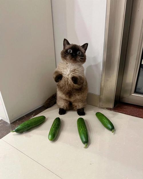 猫为什么怕黄瓜?(猫为什么怕黄瓜? 还会跳起来?)