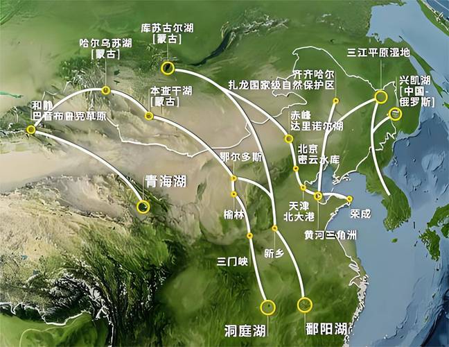 鸟类迁徙(鸟类迁徙路线图)