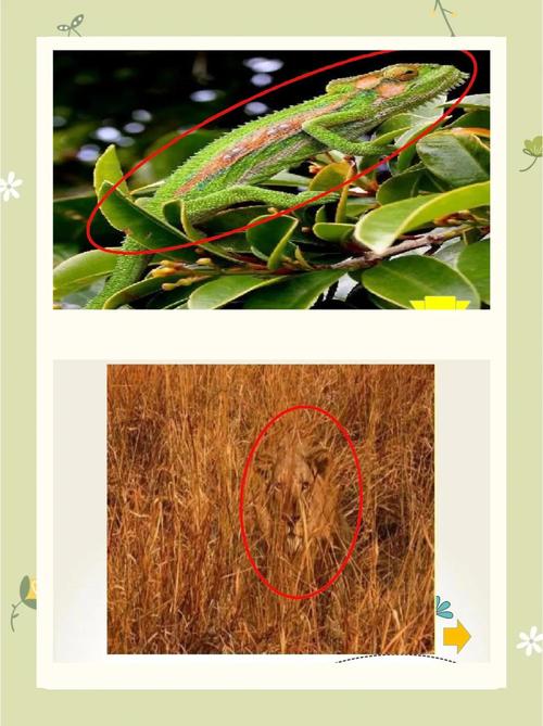 动物伪装术(动物伪装术学到了什么)