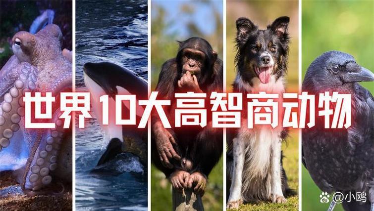 动物智商(哺乳动物智商)