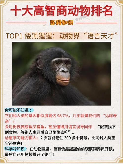 动物智商(哺乳动物智商)
