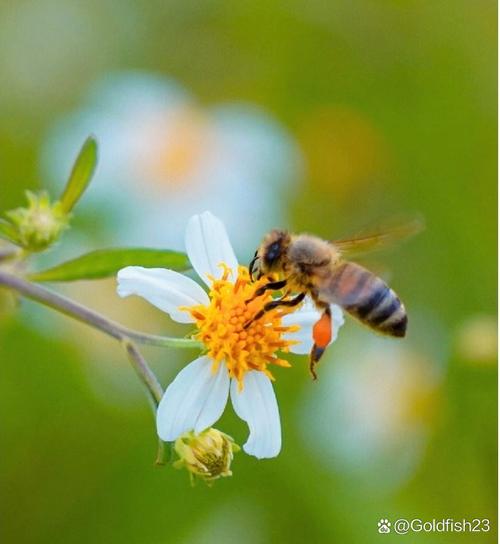 蜜蜂的舞蹈语言（蜜蜂的舞蹈语言有哪些）
