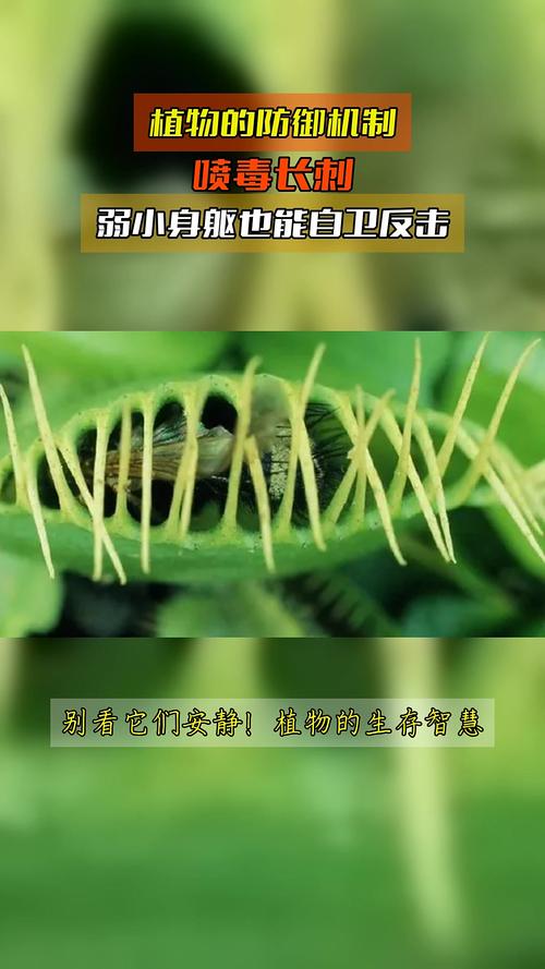 植物防御机制(植物防御的两种生物是)