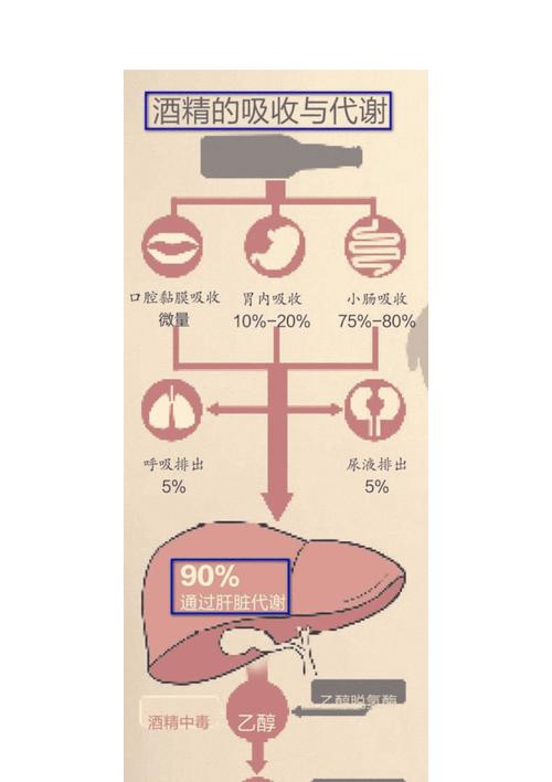 酒精代谢(酒精代谢半衰期)