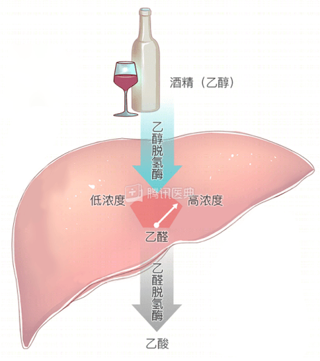 酒精代谢(酒精代谢半衰期)