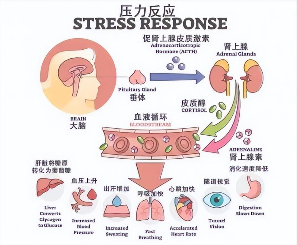 肠道与大脑如何通过饮食调节改善情绪(肠道和大脑的魔性关系)