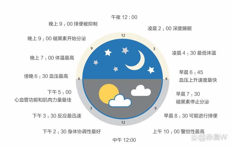 睡眠周期优化如何根据你的生物钟安排作息(生物钟 睡眠)