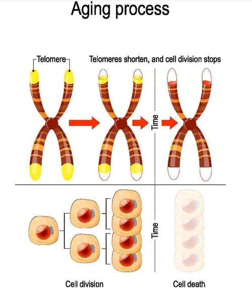 端粒养护指南科学证实的生活习惯(端粒有何作用)